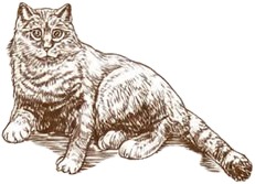 a cat sitting on the ground with its paws.jpg